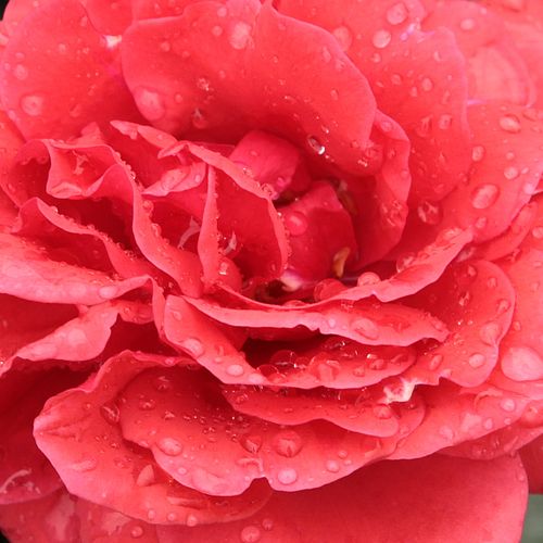 Rosier plantation - Rosa Sammetglut® - rouge - rosiers à grandes fleurs - floribunda - parfum discret - Wilhelm J.H. Kordes II. - Rosier buissonnant aux fleurs groupées rouge vif.